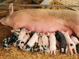 БВМК "ШенПіг Sow Golden Pig" 10-15% (супоросні та лактуючі свиноматки)