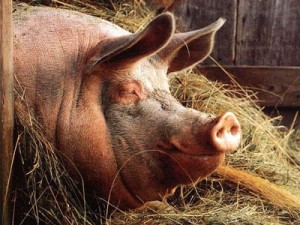 БВМК "ШенПіг Старт Golden Pig" 25% (для поросят від 8 до 35 кг) 
