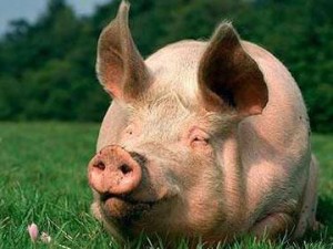 БВМК "ШенПіг Гров Golden Pig" 15% (відгодівля свиней від 35 до 70 кг)