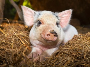 БВМК "Шен Піг Уні Фат Golden Pig" 15-10% (універсальний гровер-фініш )