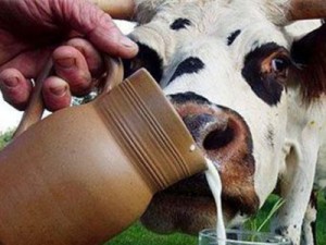 ЗЦМ "Теленок.Ультра Актив" (с 15-21 дня 70% молочной основы)